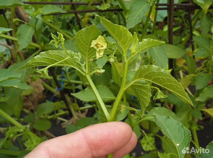 Сараха овощная (Saracha edulis) 20 семян