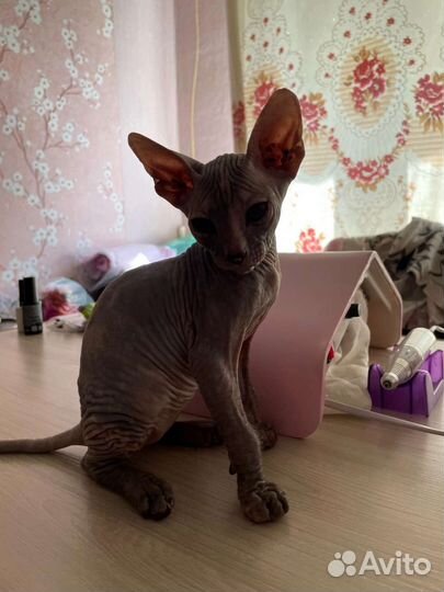 Петерболд сфинкс