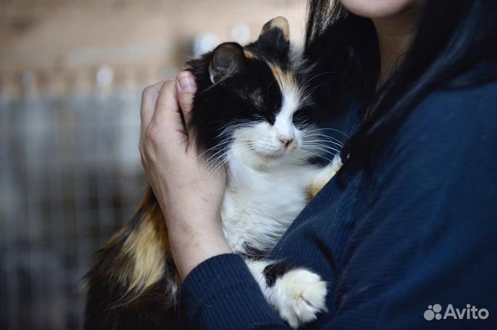 Пушистая трехцветная кошка в дар