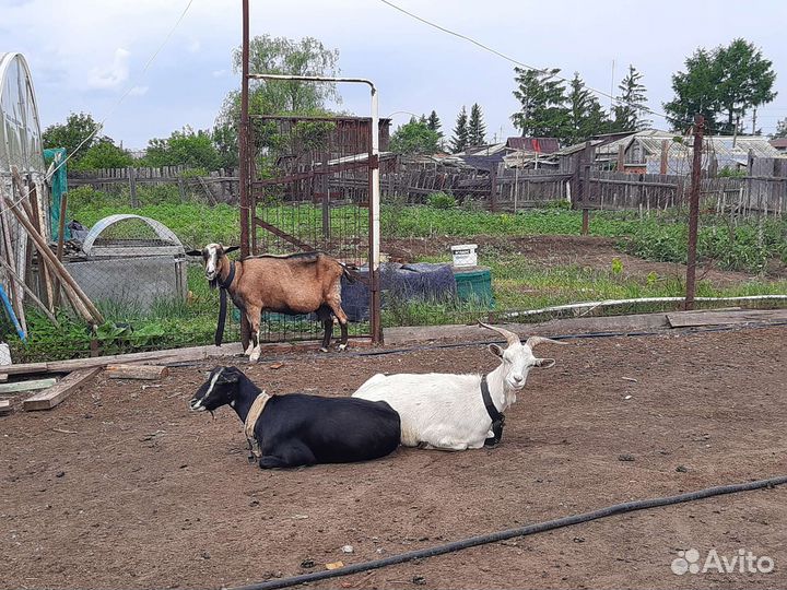 Козы дойные, Чешский козлик от высокоудойной козы