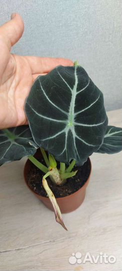 Алоказия Блейк вельвет