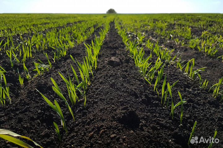 Чернозём в мешках Рязанский