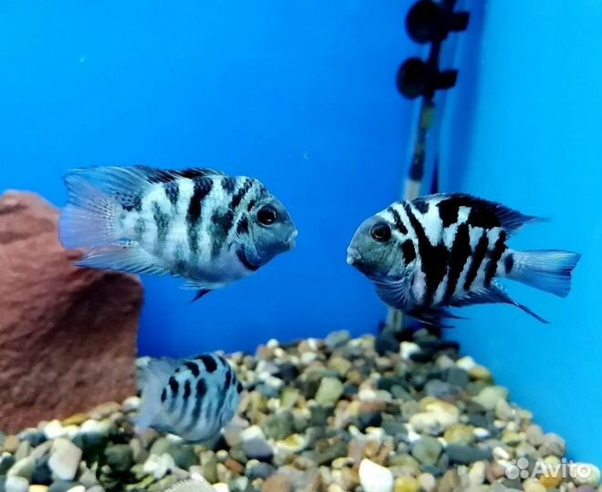 Аквариумные рыбки