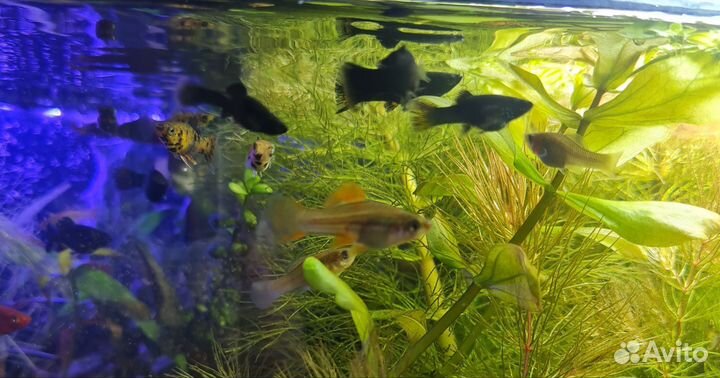 Аквариумные рыбки