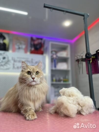 Груминг(стрижка)собак и кошек,модели