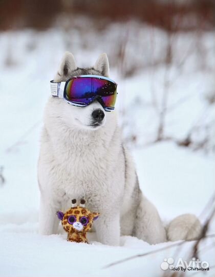 Собаки для фотосессий (Хаски)