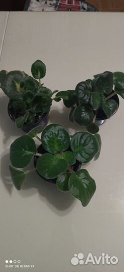 Сортовые фиалки