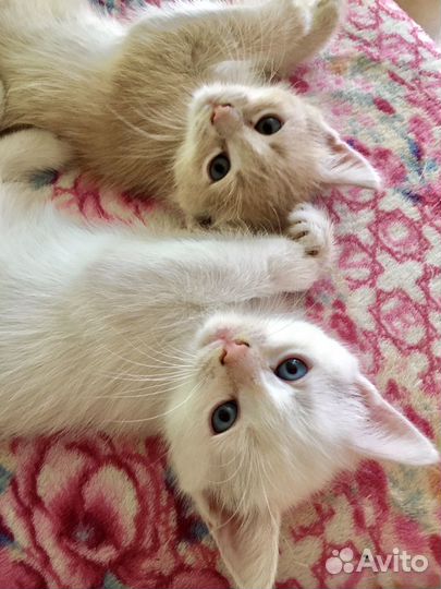 Котики