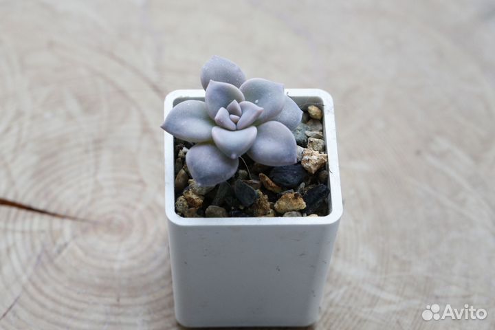 Суккуленты (детки)