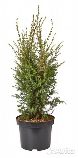Можжевельник обыкновенный Суецика саженцы