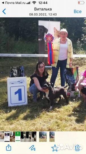 Стаффордширский бультерьер