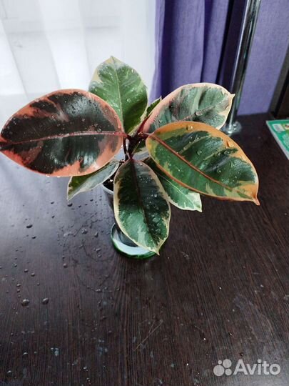 Сортовые фикусы