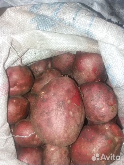 Картофель домашний