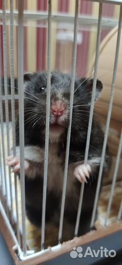 Хомяк бесплатно