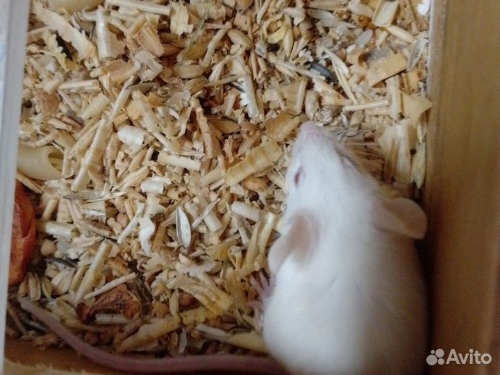 Декоративные мышки.Кормовые