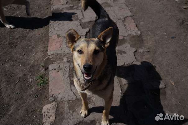 Собака стерилизованная