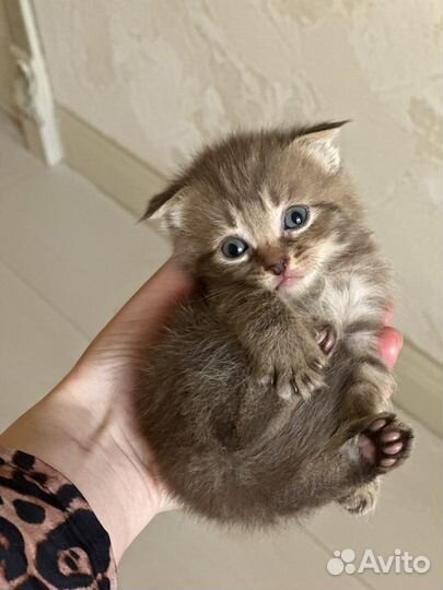 Шотландский котенок