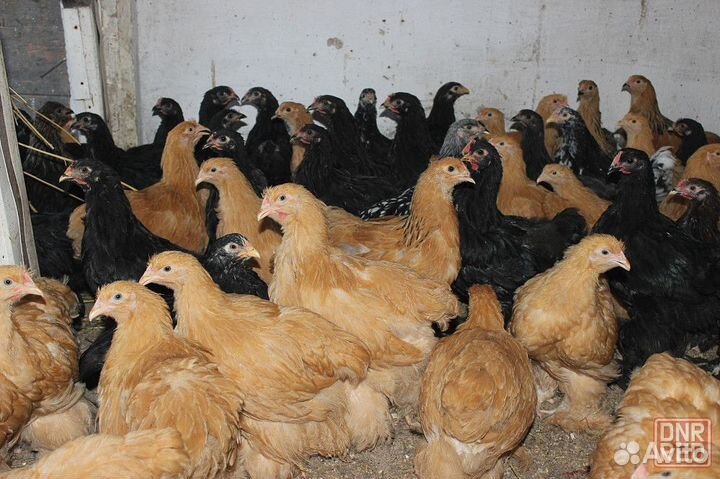 Молодые куры несушки