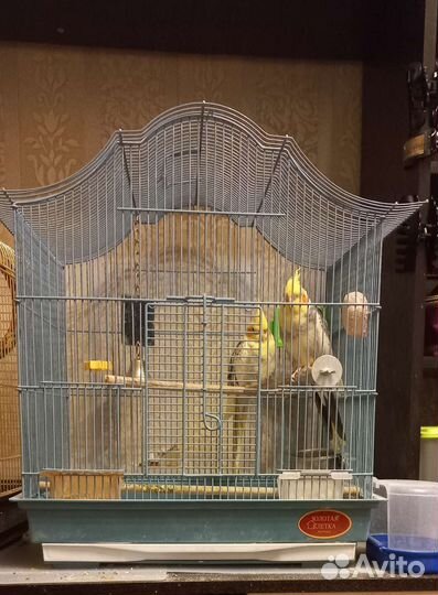 Попугаи корелла с клеткой