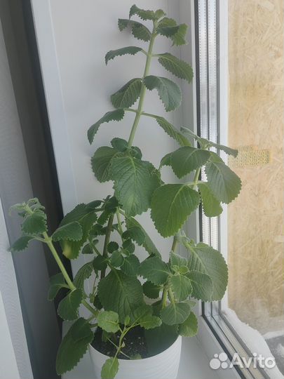 Комнатная мята