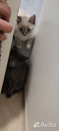 Кошка в дар бесплатно