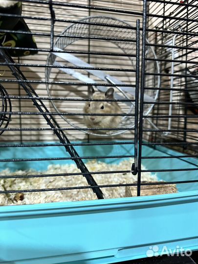 Белки в добрые руки