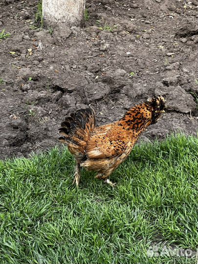 Инкубационное яйцо