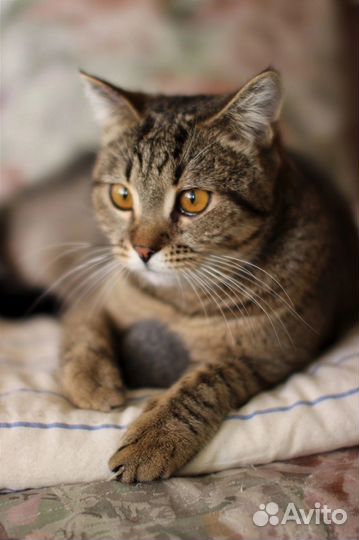 Кошка в дар