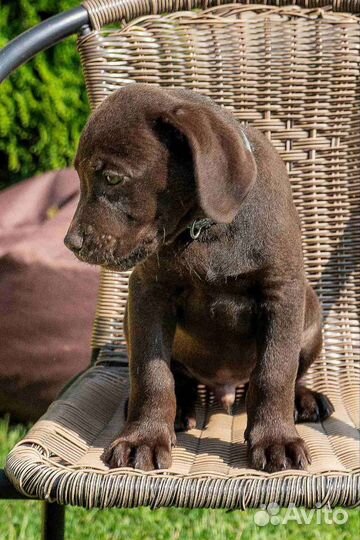 Щенки лабрадора шоколадные