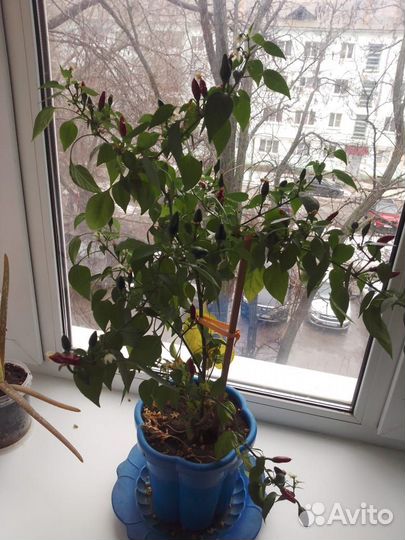 Перец комнатный острый