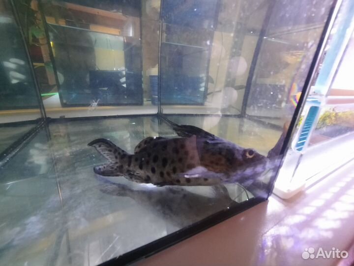 Сомик синодонтис