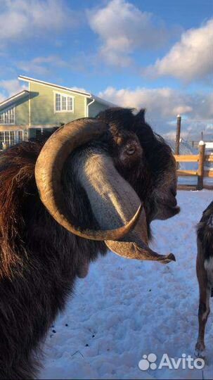 Продаю. Козёл Шами 100. Вязка. Козы нубийские чп