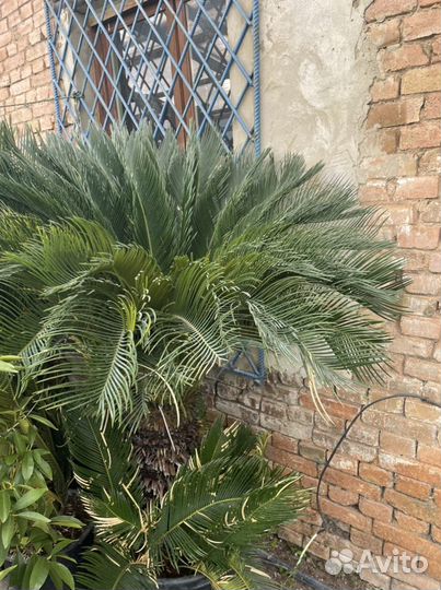 Цикас, саговник