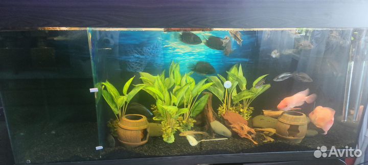 Аквариум с тумбой 400 л с рыбками