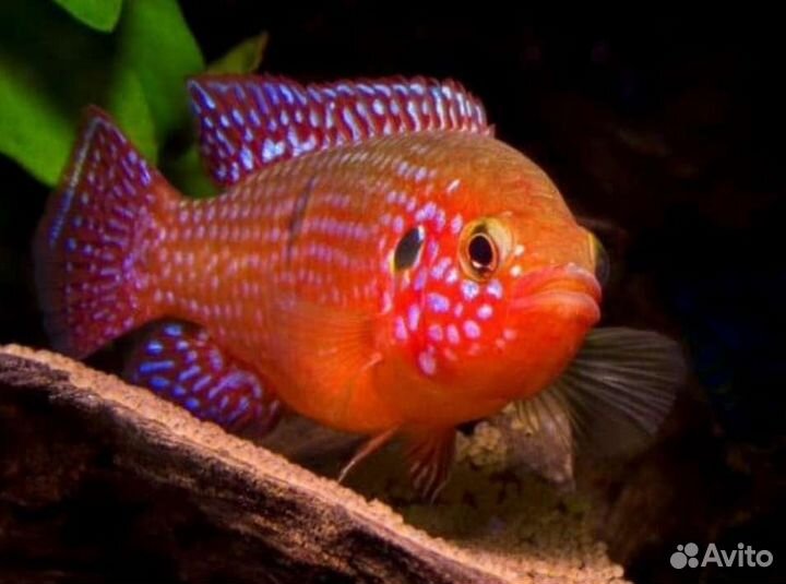 Аквариумные рыбы
