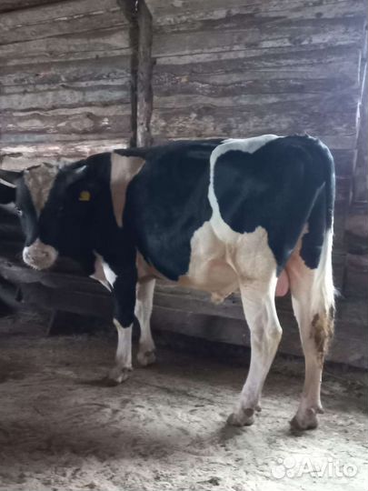 Продаются быки
