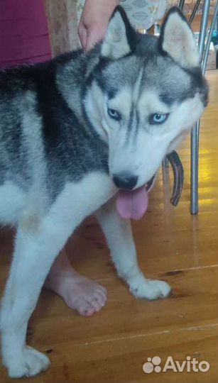 Сибирский хаски