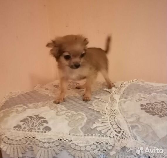 Чихуахуа. Девочки и мальчики