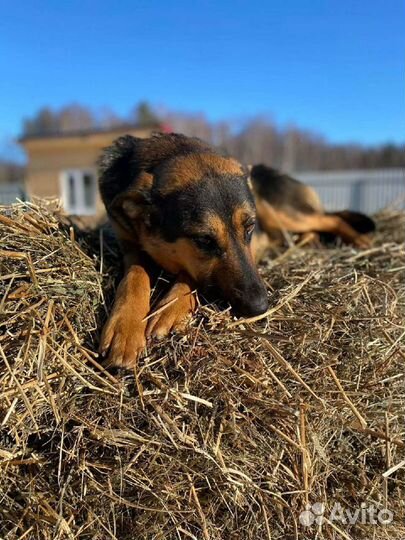 Алиса - нежность приюта