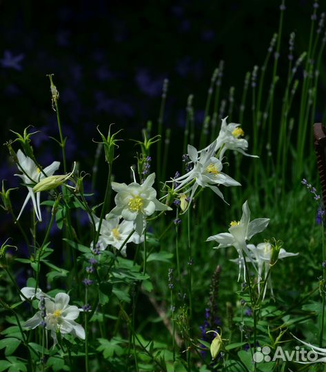 Растения для сада