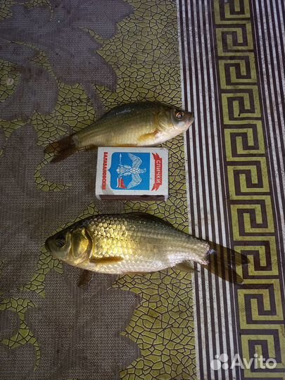 Живец карась