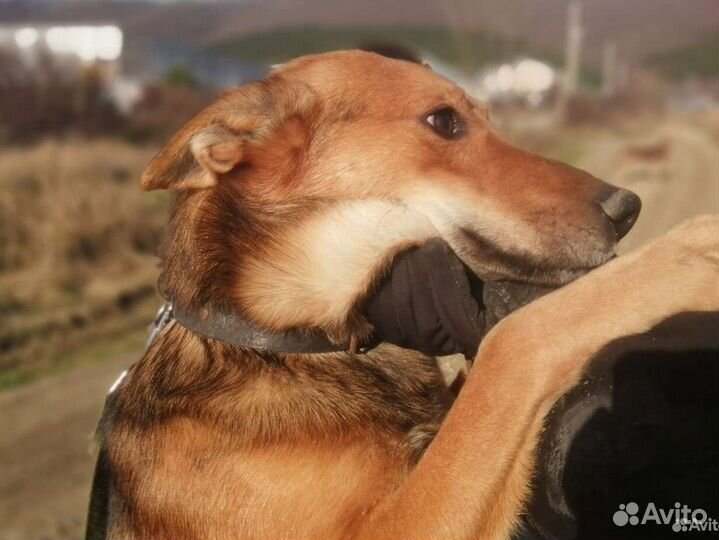 Собака в добрые руки