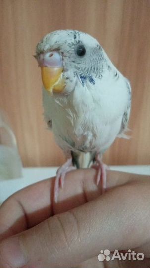 Попугай с клеткой