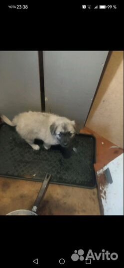 Крупные щенки