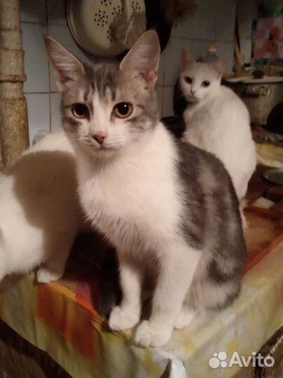 Кошка в дар бесплатно