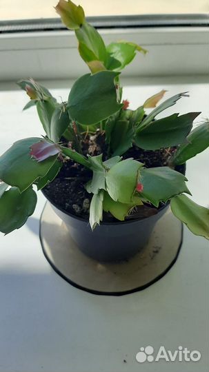 Цветок декабрист