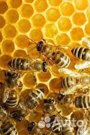 Продаю мёд 2024г