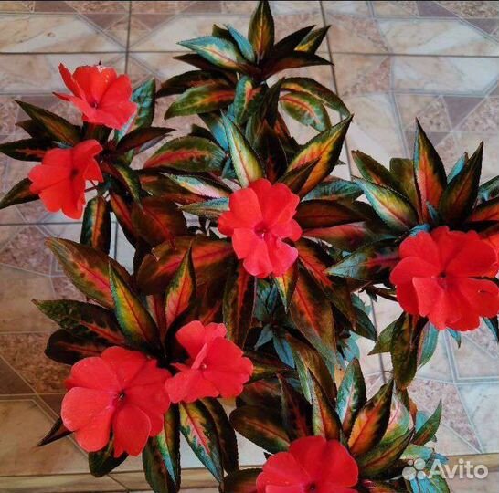 Бальзамин новогвинейский