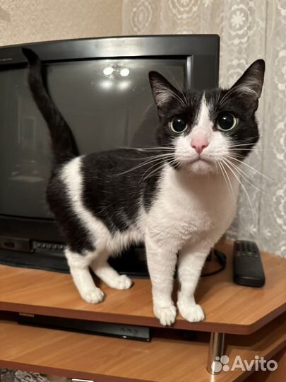 Кошка в дар