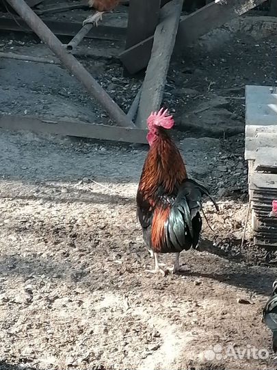 Петушки декоративные